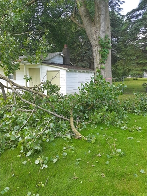 Swell Emergency Tree Removal Service